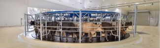 Robotic Dairy